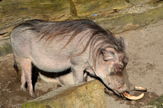 Warzenschwein (2).jpg